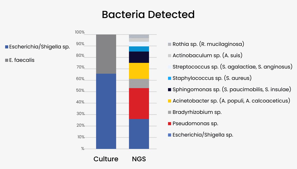 bacteria in urine image